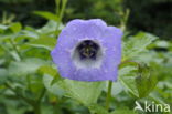 Apple-of-Peru (Nicandra physalodes)