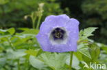 Apple-of-Peru (Nicandra physalodes)