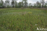 Paardenhaarzegge (Carex appropinquata)