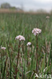 Marsh Valerian (Valeriana dioica)