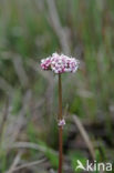 Marsh Valerian (Valeriana dioica)