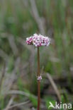 Kleine valeriaan (Valeriana dioica)