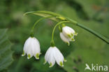 Lenteklokje (Leucojum vernum)