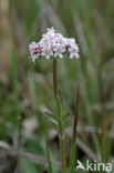 Marsh Valerian (Valeriana dioica)