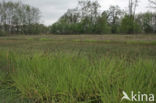 Fibrous Tussock-sedge (Carex appropinquata)