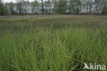 Paardenhaarzegge (Carex appropinquata)