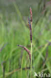 Paardenhaarzegge (Carex appropinquata)