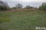 Fibrous Tussock-sedge (Carex appropinquata)