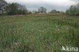 Paardenhaarzegge (Carex appropinquata)