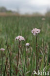 Marsh Valerian (Valeriana dioica)