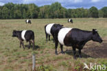 Lakenvelder Koe (Bos domesticus)