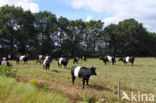 Dutch Belted Cow