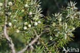 common juniper (Juniperus communis)