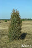 Jeneverbes (Juniperus communis)