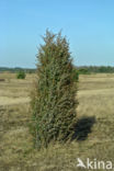 common juniper (Juniperus communis)