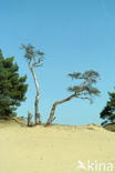 Grove den (Pinus sylvestris)