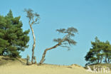 Grove den (Pinus sylvestris)