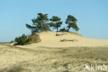 Grove den (Pinus sylvestris)