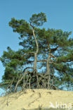 Scots Pine (Pinus sylvestris)