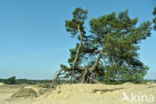 Grove den (Pinus sylvestris)