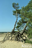 Grove den (Pinus sylvestris)