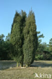 common juniper (Juniperus communis)