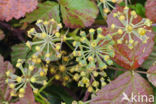 Common ivy (Hedera helix)