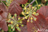 Common ivy (Hedera helix)