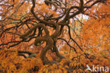 Japanese Maple (Acer japonicum)