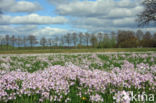 Pinksterbloem (Cardamine pratensis)