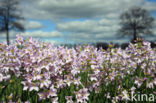 Pinksterbloem (Cardamine pratensis)