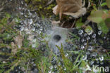 Funnel weaver spider (Tegenaria spec.)