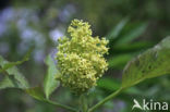 scarlet elderberry (Sambucus racemosa)