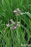 Flowering-rush (Butomus umbellatus)