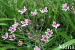 Zwanenbloem (Butomus umbellatus)