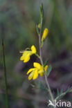 Stekelbrem (Genista anglica)