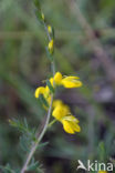 Stekelbrem (Genista anglica)