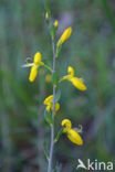Petty Whin (Genista anglica)