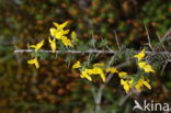 Stekelbrem (Genista anglica)