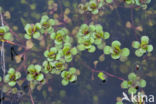 Waterpostelein (Lythrum portula)