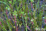 Waterpostelein (Lythrum portula)