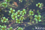 Waterpostelein (Lythrum portula)