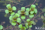 Waterpostelein (Lythrum portula)