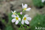 Waterviolet (Hottonia palustris)