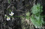 Waterviolet (Hottonia palustris)