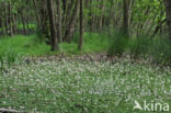 Waterviolet (Hottonia palustris)