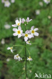 Waterviolet (Hottonia palustris)