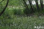Waterviolet (Hottonia palustris)