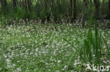 Waterviolet (Hottonia palustris)