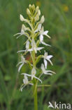 Welriekende nachtorchis (Platanthera bifolia)